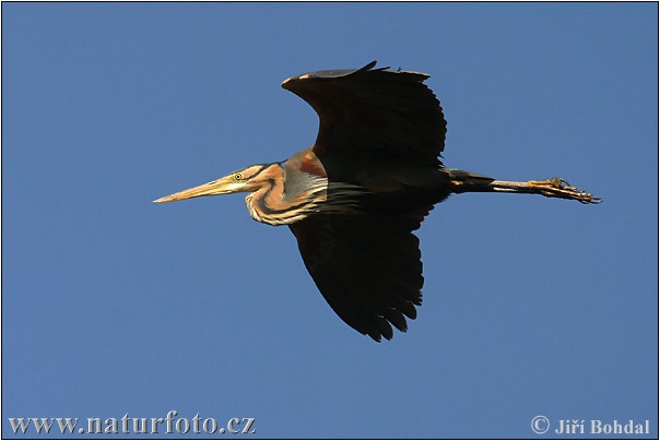 Volavka purpurová (Ardea purpurea)