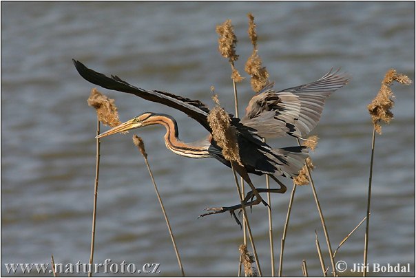 Volavka purpurová (Ardea purpurea)