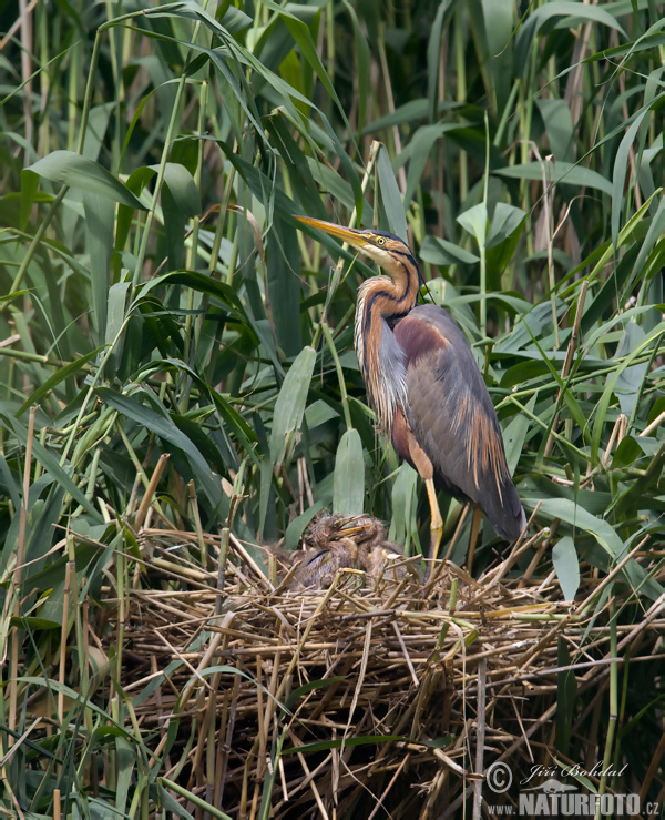 Volavka purpurová (Ardea purpurea)