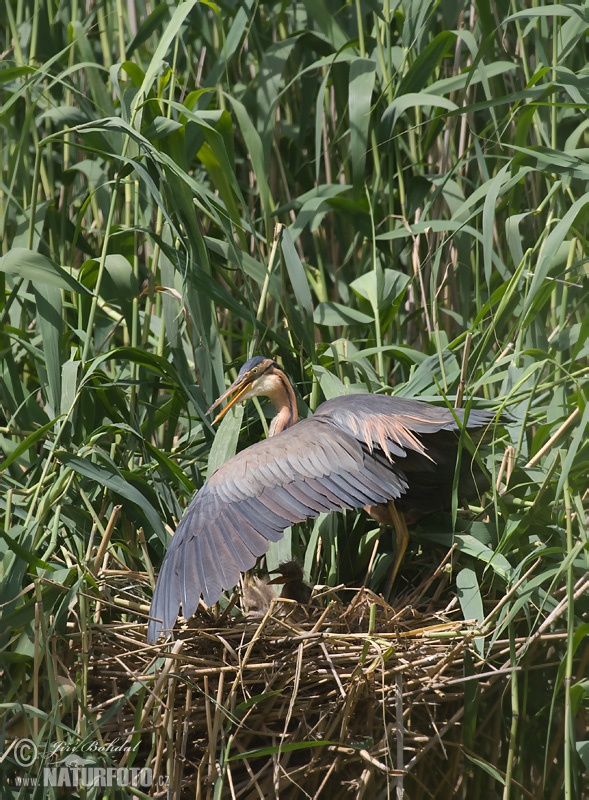 Volavka purpurová (Ardea purpurea)