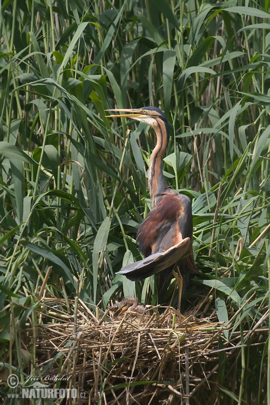 Volavka purpurová (Ardea purpurea)