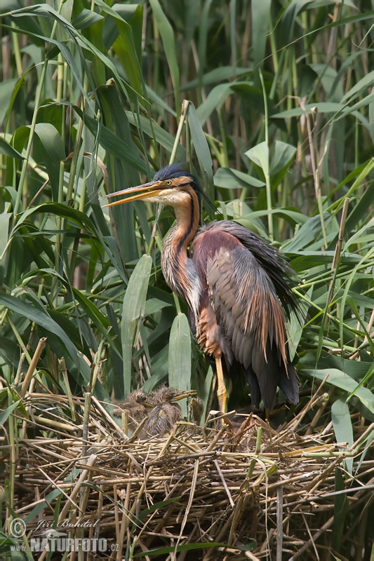 Volavka purpurová (Ardea purpurea)