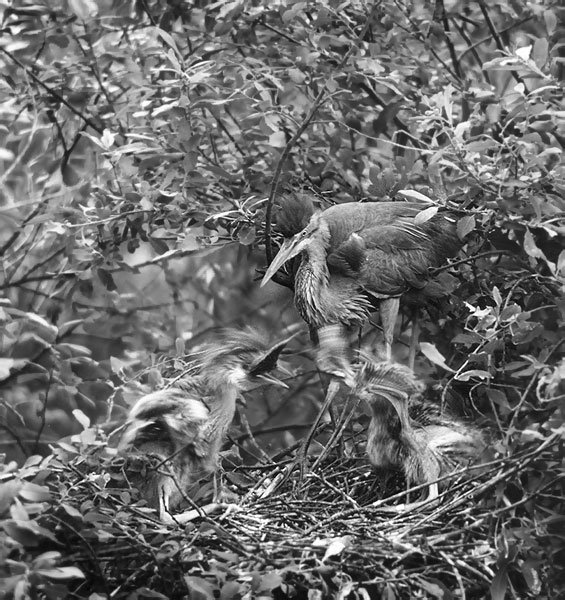 Volavka purpurová (Ardea purpurea)