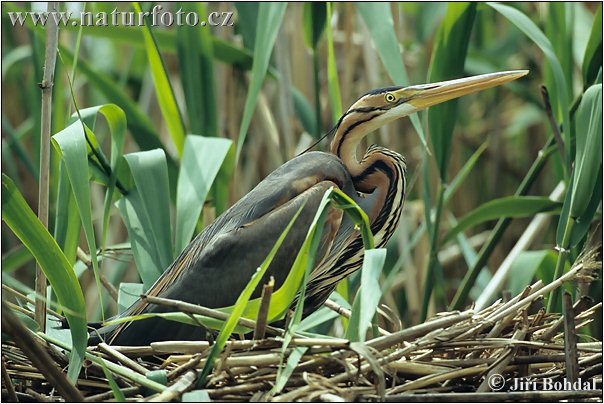 Volavka purpurová (Ardea purpurea)