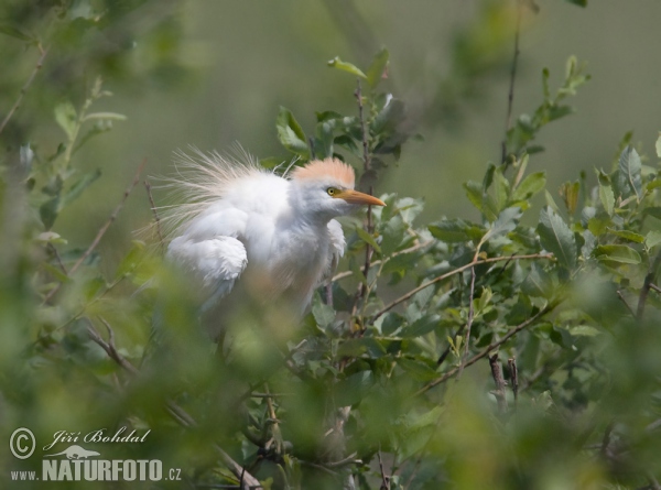 Volavka rusohlavá (Bubulcus ibis)