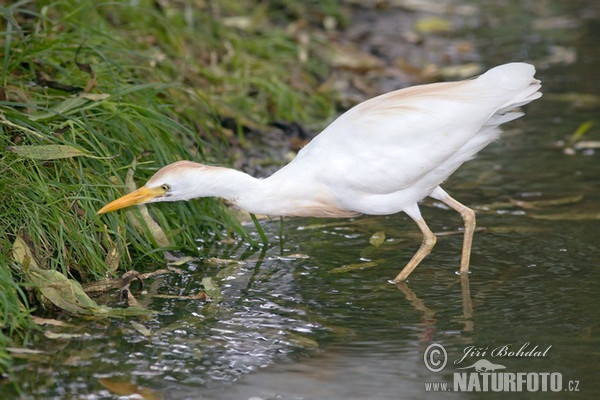 Volavka rusohlavá (Bubulcus ibis)