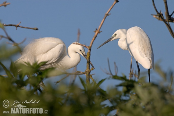 Volavka stříbřitá (Egretta garzetta)