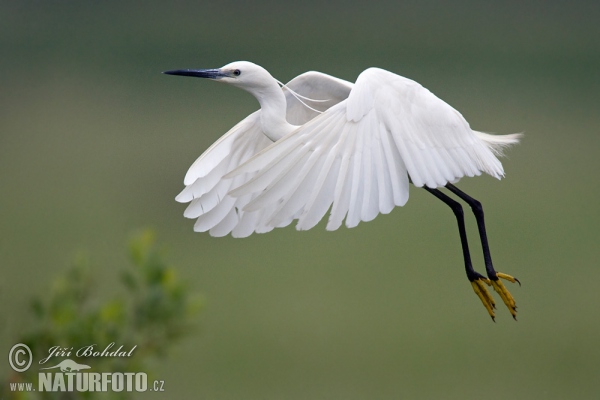 Volavka stříbřitá (Egretta garzetta)