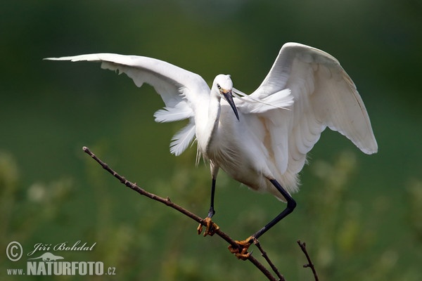 Volavka stříbřitá (Egretta garzetta)