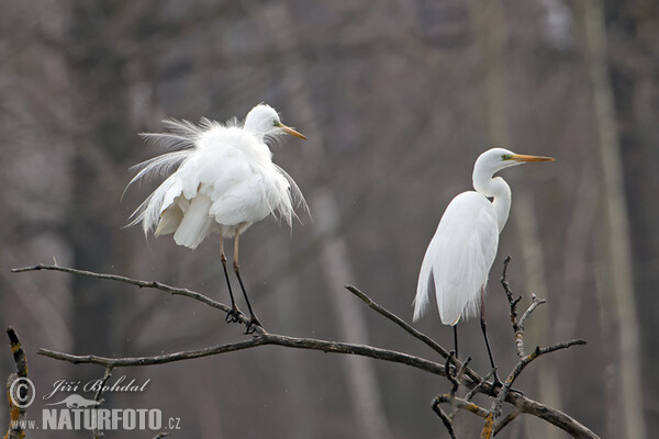 Volavka stříbřitá (Egretta garzetta)