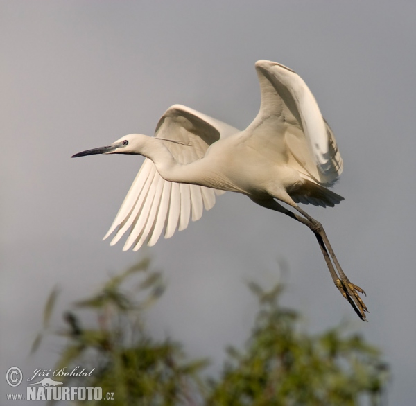 Volavka stříbřitá (Egretta garzetta)