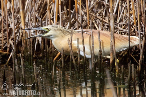 Volavka vlasatá (Ardeola ralloides)
