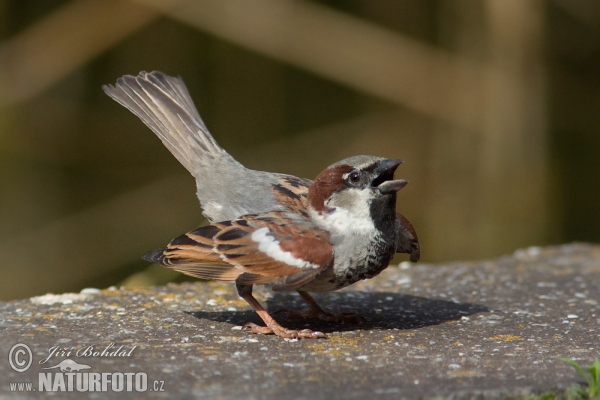 Vrabec domácí (Passer domesticus)