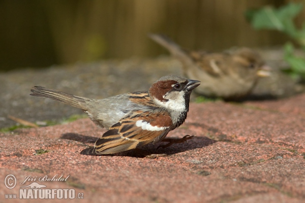 Vrabec domácí (Passer domesticus)