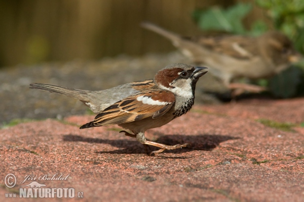 Vrabec domácí (Passer domesticus)