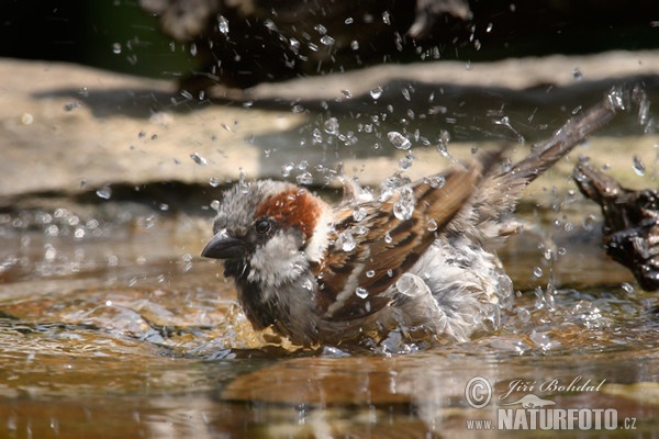 Vrabec domácí (Passer domesticus)