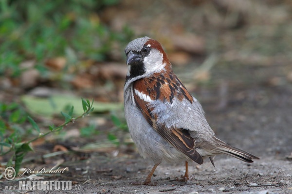 Vrabec domácí (Passer domesticus)