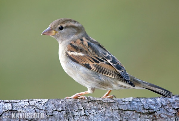 Vrabec domácí (Passer domesticus)