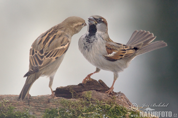 Vrabec domový (Passer domesticus)