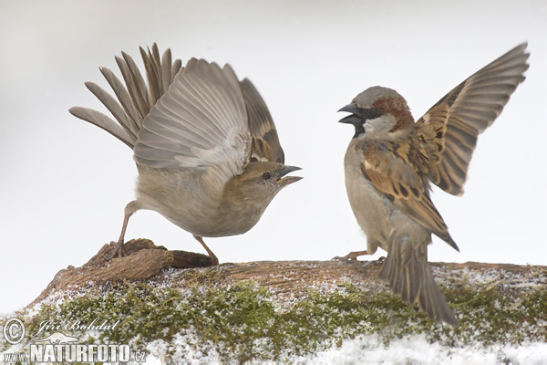 Vrabec domový (Passer domesticus)