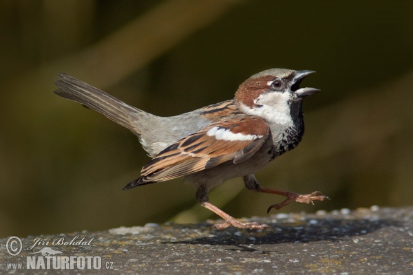 Vrabec domový (Passer domesticus)