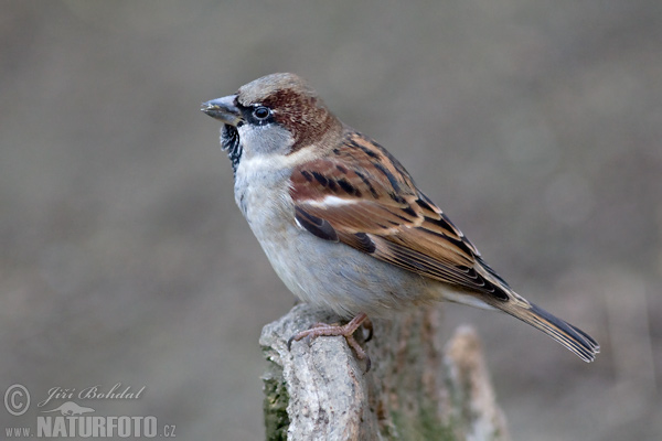 Vrabec domový (Passer domesticus)