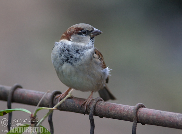 Vrabec domový (Passer domesticus)