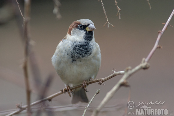 Vrabec domový (Passer domesticus)