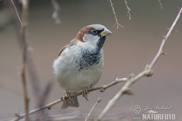 Vrabec domový (Passer domesticus)