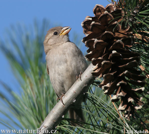 Vrabec domový (Passer domesticus)