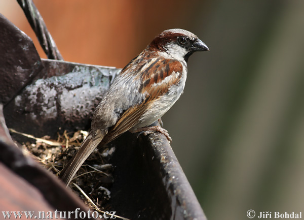 Vrabec domový (Passer domesticus)