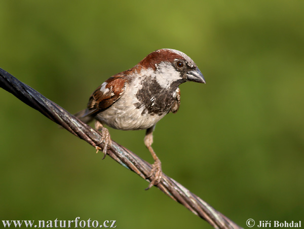 Vrabec domový (Passer domesticus)