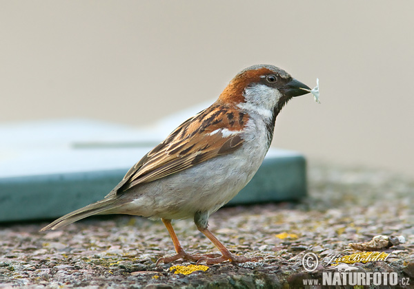 Vrabec domový (Passer domesticus)