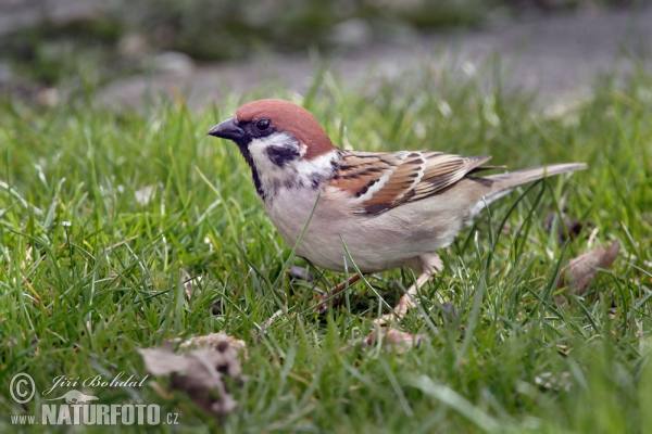 Vrabec polní (Passer montanus)