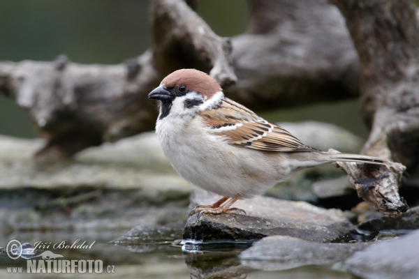 Vrabec polní (Passer montanus)