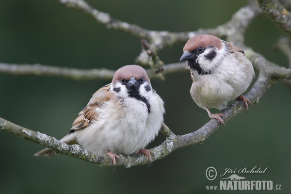 Vrabec polní (Passer montanus)