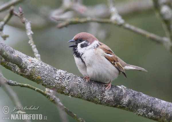 Vrabec polní (Passer montanus)