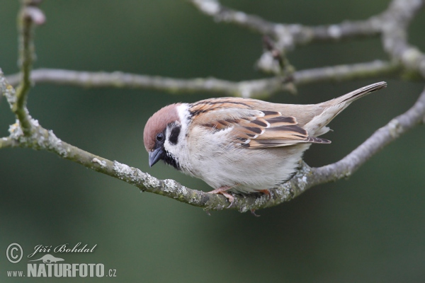 Vrabec polní (Passer montanus)