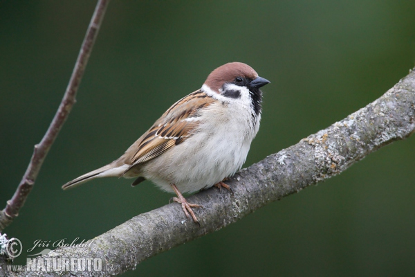 Vrabec polní (Passer montanus)