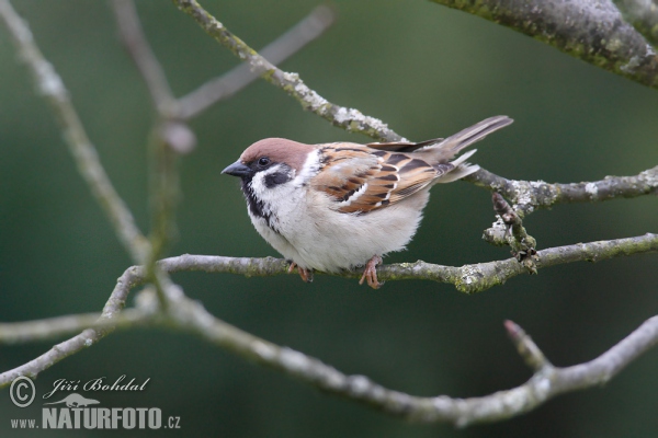 Vrabec polní (Passer montanus)