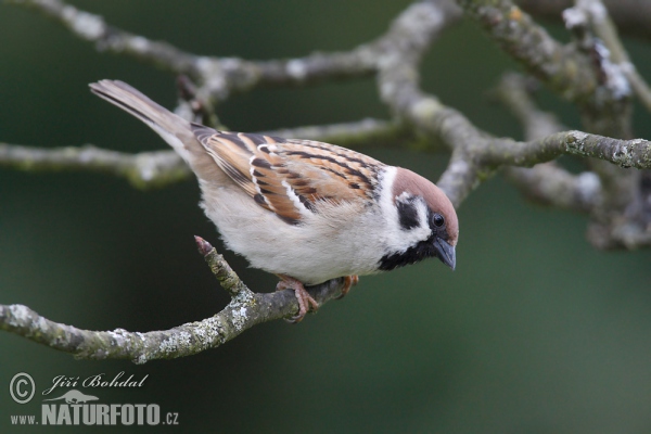 Vrabec polní (Passer montanus)