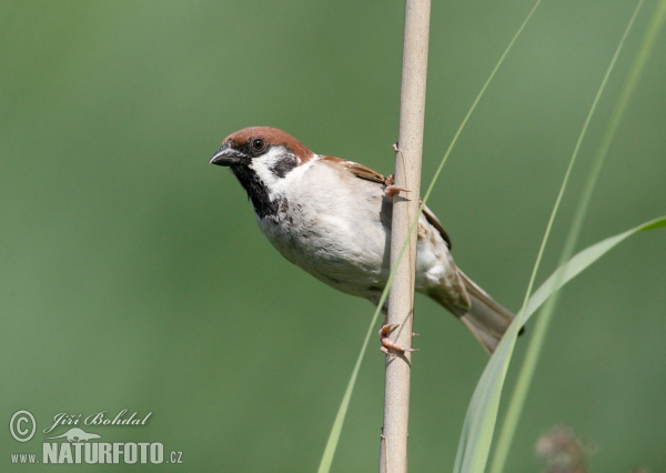 Vrabec polní (Passer montanus)