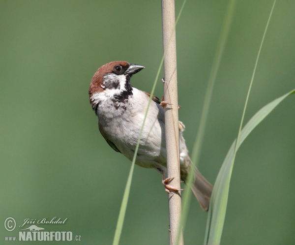 Vrabec polní (Passer montanus)