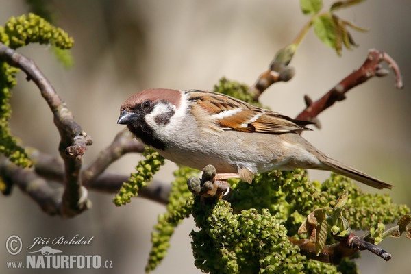 Vrabec polní (Passer montanus)