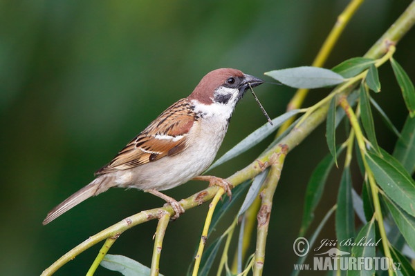 Vrabec polní (Passer montanus)