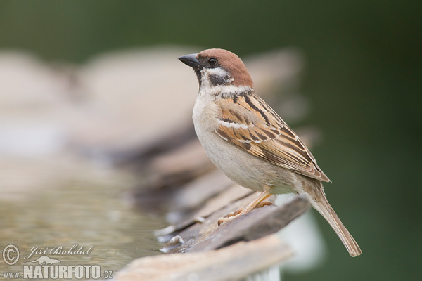 Vrabec poľný (Passer montanus)