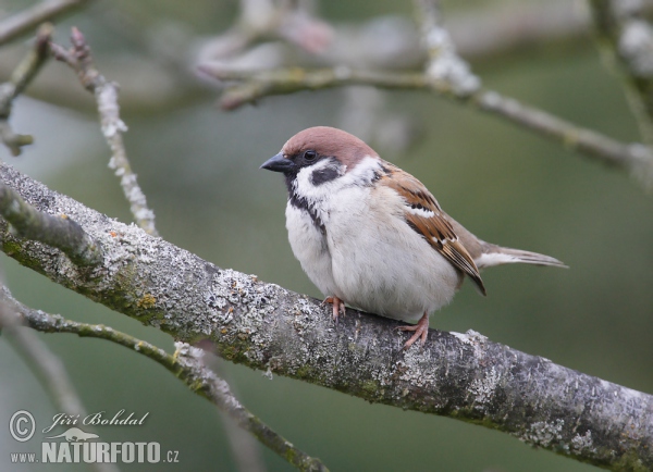 Vrabec poľný (Passer montanus)