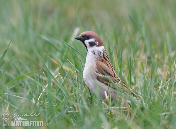 Vrabec poľný (Passer montanus)