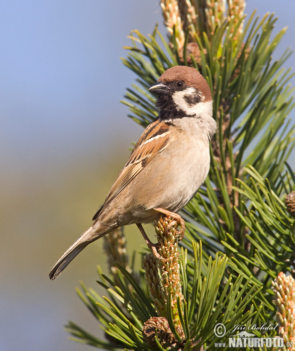 Vrabec poľný (Passer montanus)