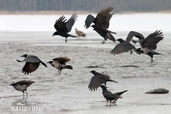 Vrána obecná (Corvus corone corone)